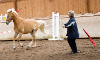 Das Foto zeigt Doris Elfert beim Training "Feedback by HorsesÂ®".